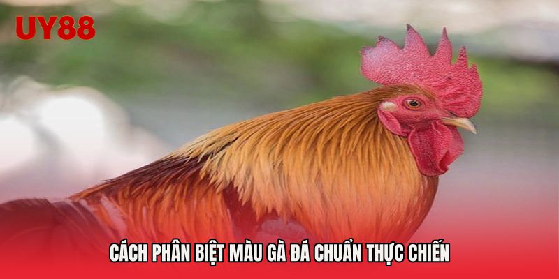 Cách phân biệt màu gà đá chuẩn thực chiến