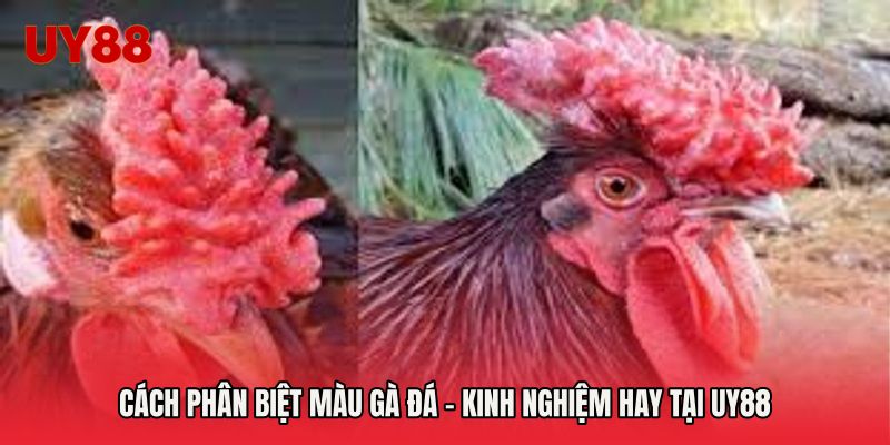 Cách Phân Biệt Màu Gà Đá - Kinh Nghiệm Hay Tại UY88
