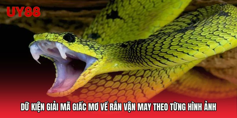 Dữ kiện giải mã giấc mơ về rắn vận may theo từng hình ảnh