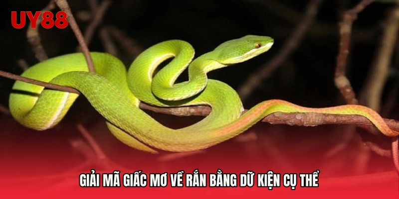 Giải mã giấc mơ về rắn bằng dữ kiện cụ thể