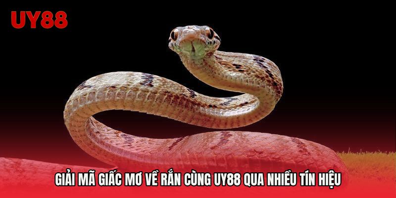 Giải Mã Giấc Mơ Về Rắn Cùng UY88 Qua Nhiều Tín Hiệu