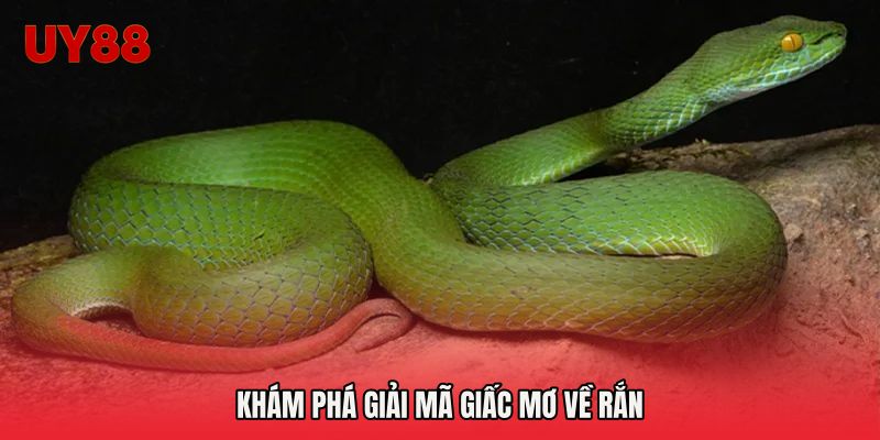 Khám phá giải mã giấc mơ về rắn