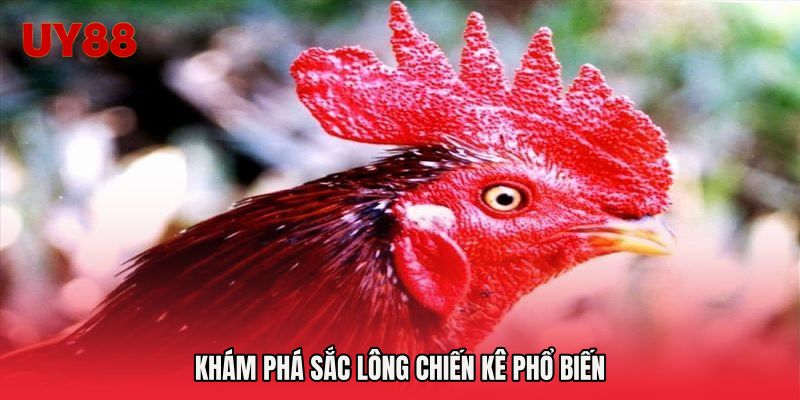 Khám phá sắc lông chiến kê phổ biến